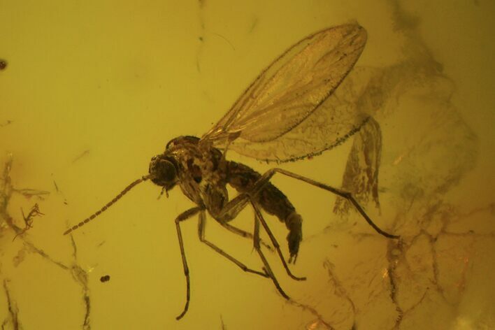 Fossil Fly (Diptera) In Baltic Amber #81707